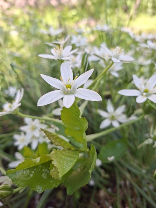 Обменяю самсунг а56