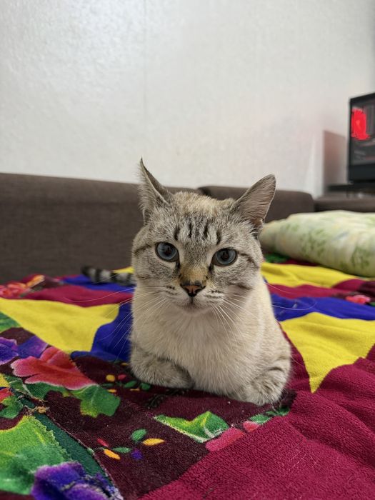 Отдам Кота в добые руки