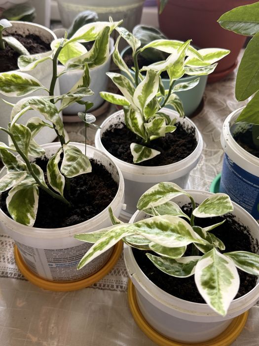 Продам комнатные цветы