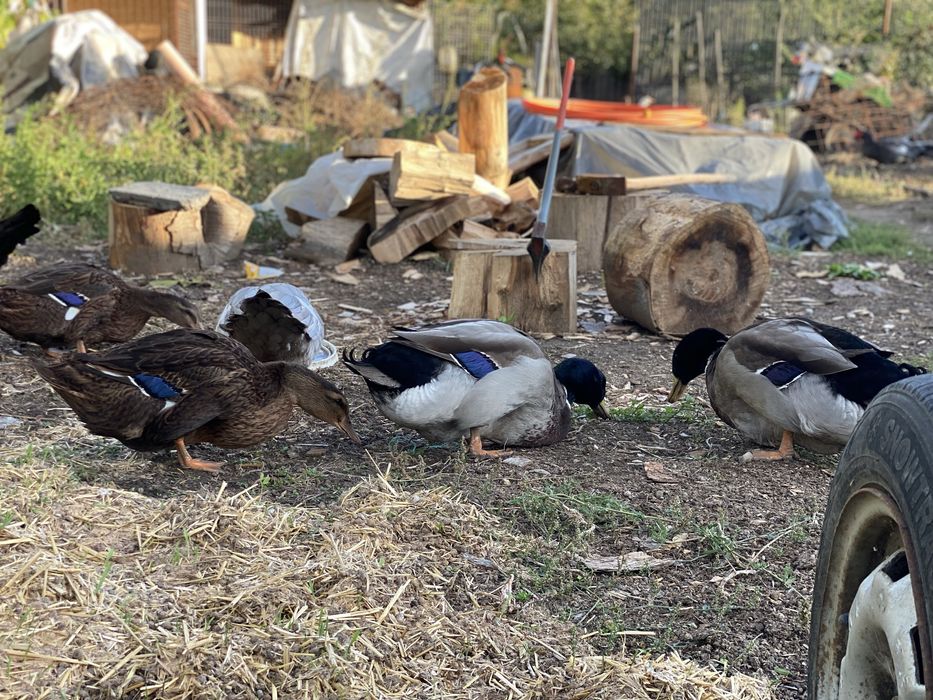 Rațe si rațoi rouen salbatic