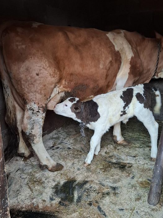 Vacă bălțată de vànzare