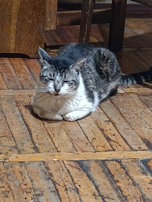 Отдаем кота в хорошие руки