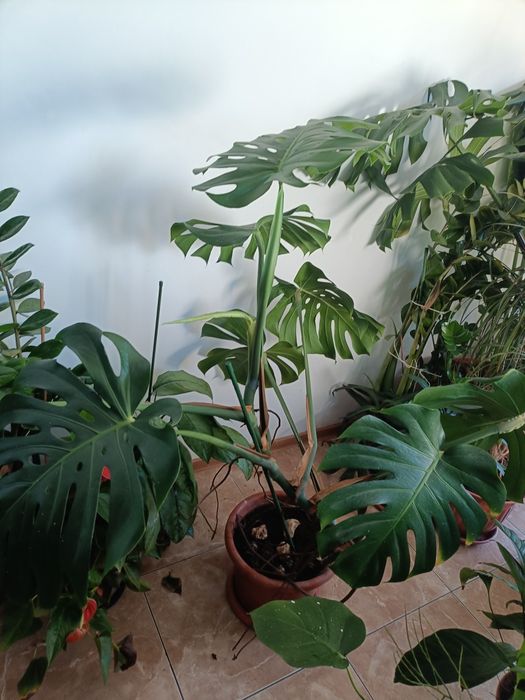 Vand plante verzi