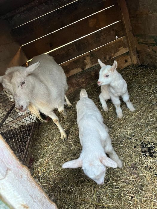 Vând capră bună de lapte cu doi iezi
