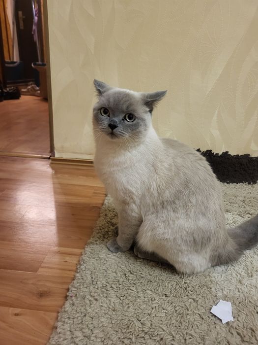 Кот британец альбинос.