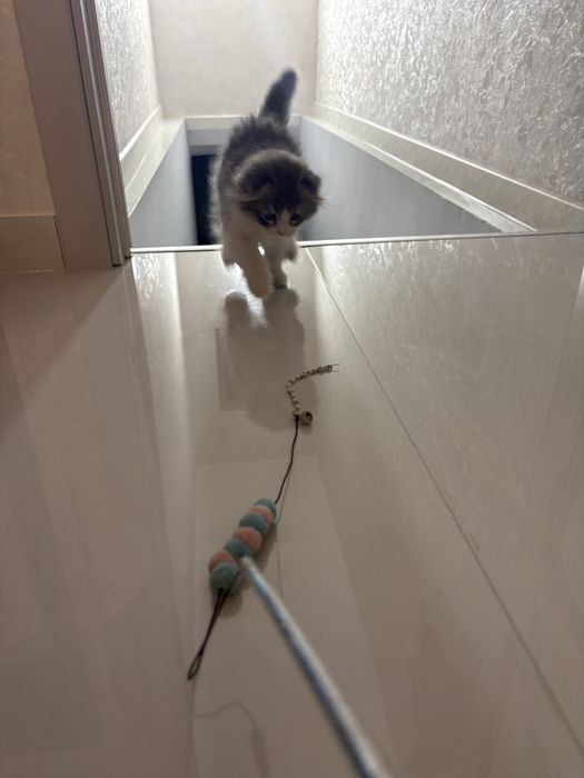 Scotish fold arzonga