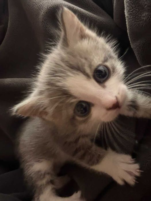 Отдам котёнка в добрые руки
