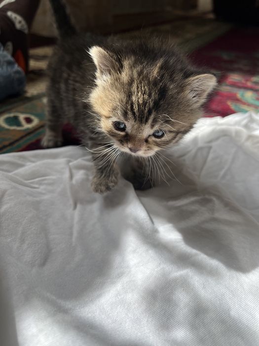 Продаем британских котят