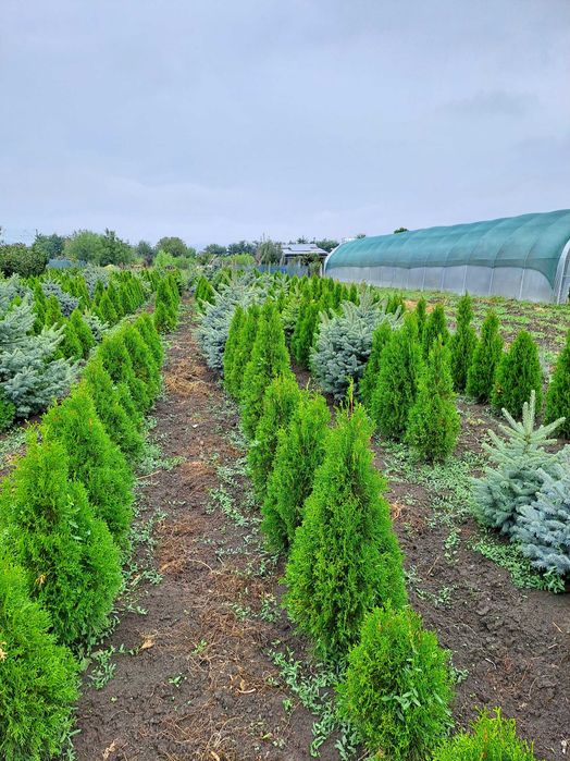 Tuia Smaragd  de vînzare 60-150 cm