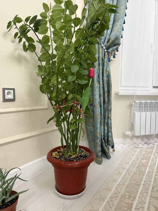 Комнатные растения