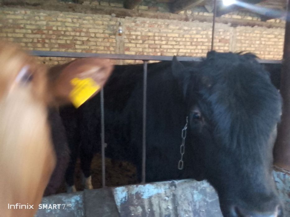 Semiz buqala boqilaykoni xam bo