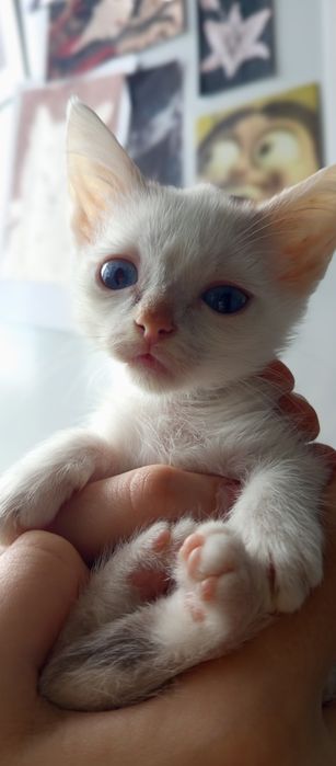 Котенок,в надёжные руки