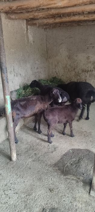 ona bola va boğoz qoy sotiladi