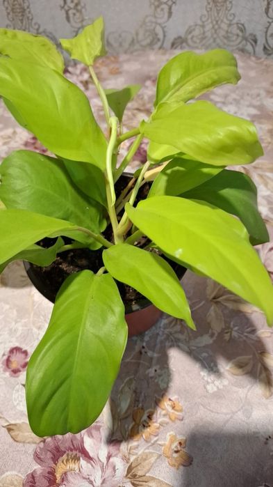 Продам комнатные цветы