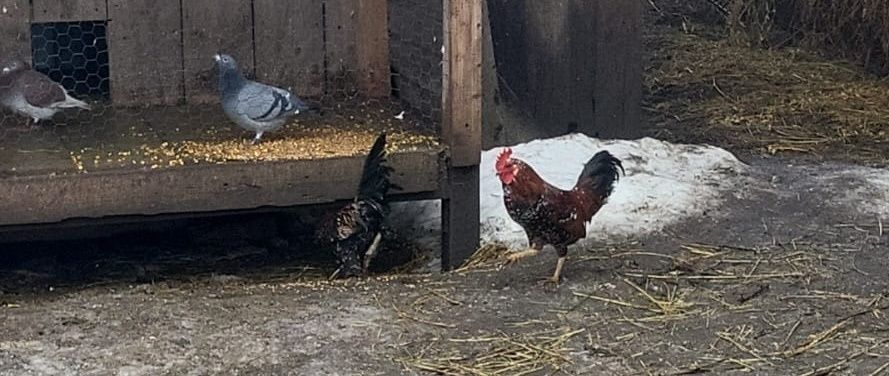 Vând cocoși americani