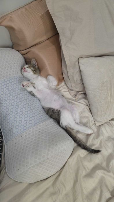 Котенок в добрые руки