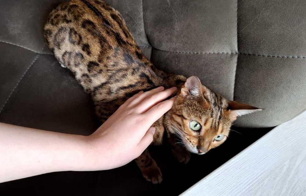 Insest pornosi: uxlab yotgan odamlarni sikish