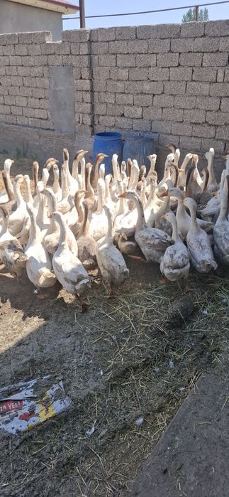 Gõzlar sotiladi , Продаются гуси