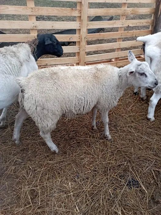 Buna ziua, vand berbeci de rasa texel