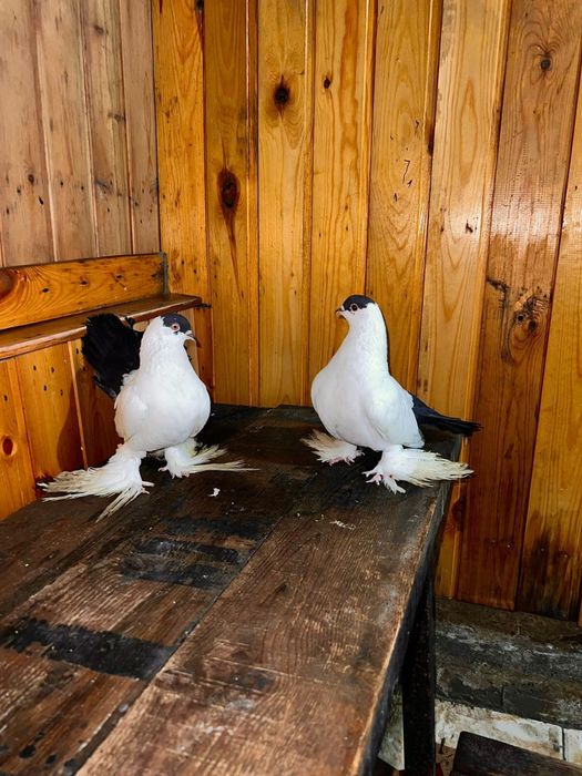 Продам голубей статных