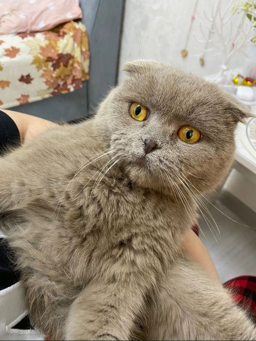 Scottish fold sotiladi srochno