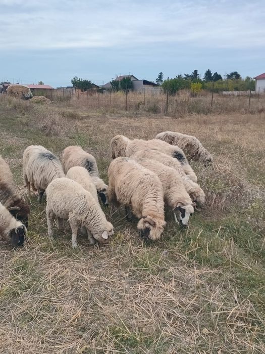 De vanzare 16 oi si 7 miele