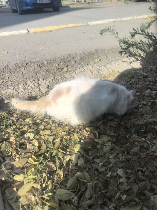 Срочно пшистый белый кот в добрые руки!