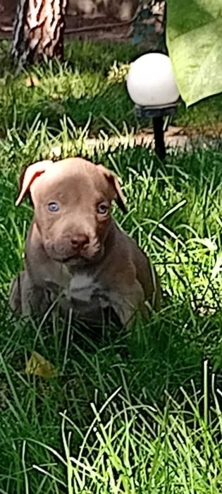 Disponibilitate pentru rezervare pui American Bully xl cu Pedigree acum de 5 săptămâni vor părăsi cuibul de la 8 săptămâni.Detali la Nr 0787332048