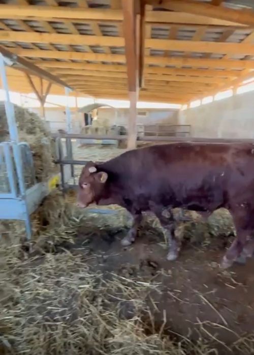 Tăurași de vânzare