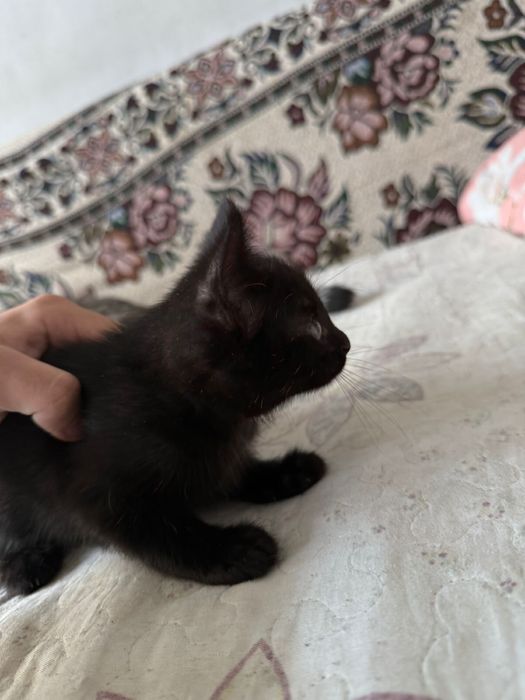 Отдам бесплатно 5кошки