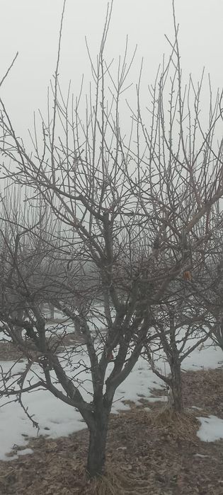 Обрезка деревьев