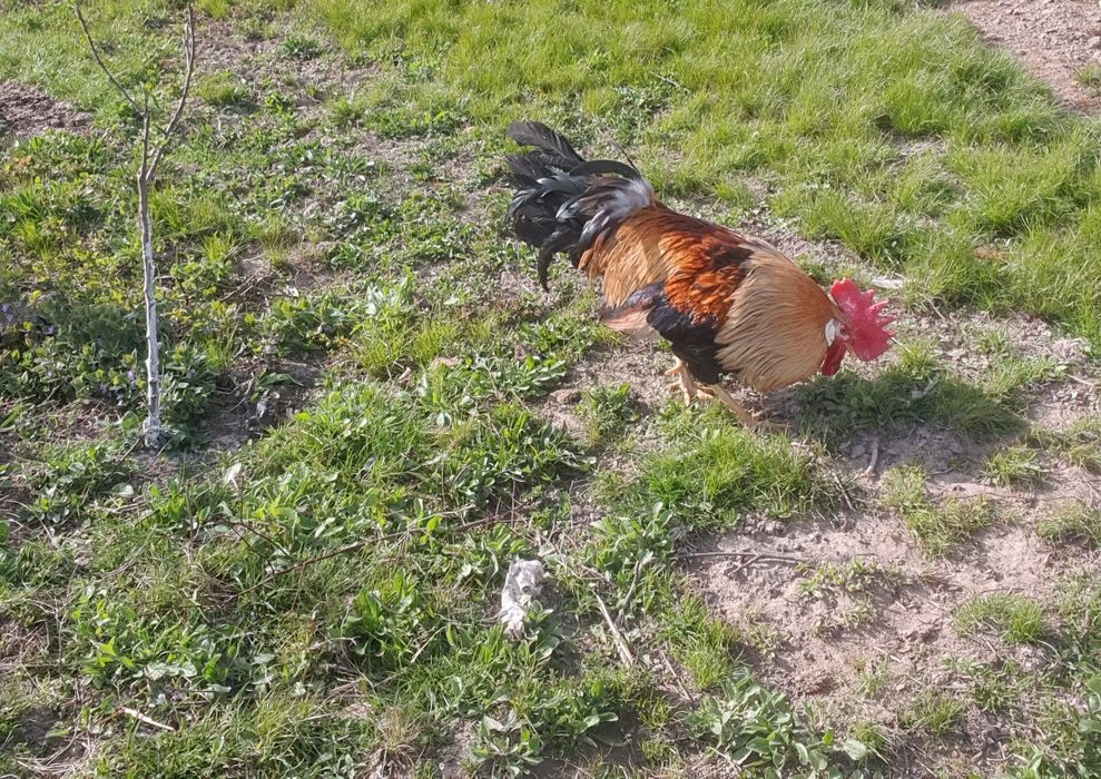 Cocoși de vânzare!