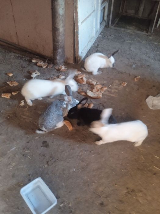 Куйонлар сотилади 5 та мода бугоз 1 та нар