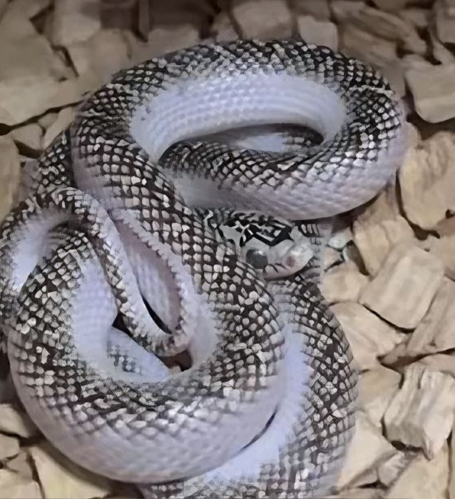 Продаеться змея каролевская брукса