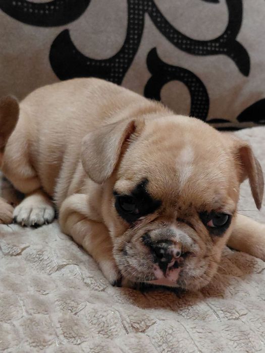 Френски булдог-булдочета