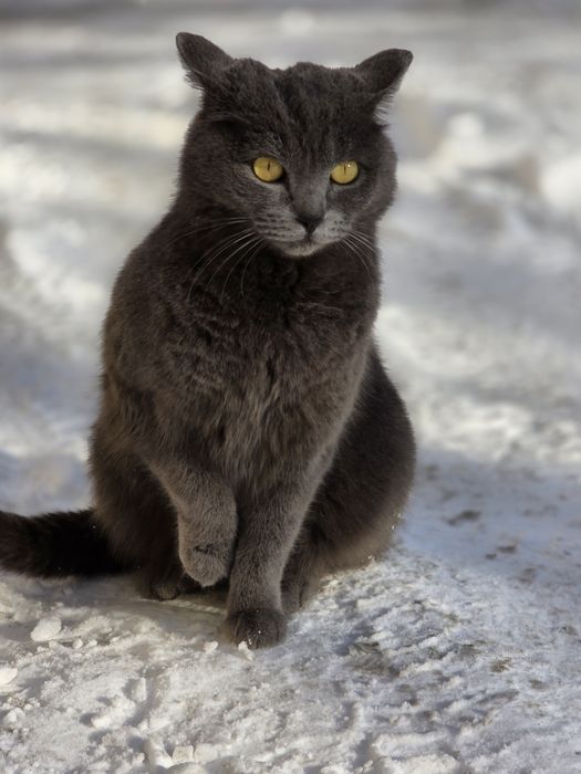 Отдам в добрые руки молодую кошечку
