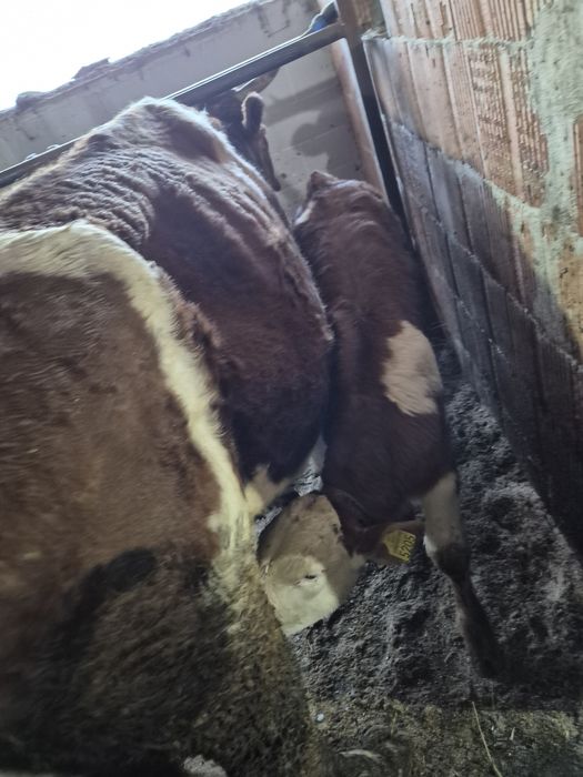 Vând vaci cu vitei.