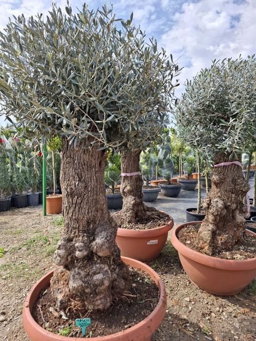 Vând tuia leylandii chiparos la oferta