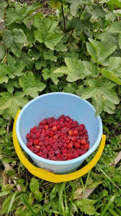 Отдельно стоящий дом