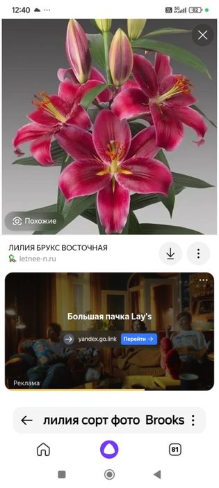 Лилии 10 сортов 1500