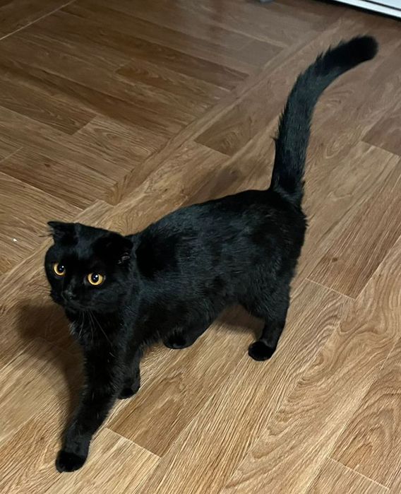 Шотландская вислоухая