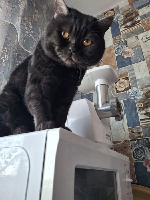 Кот Барон или Барни
