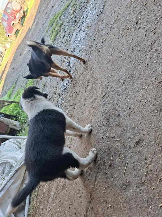 Продавам бордър коли