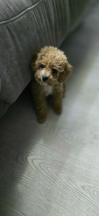 Продается щенок Мальтипу