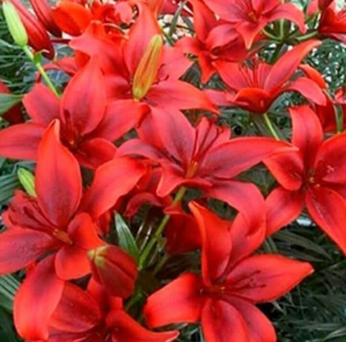 Луковицы лилий азиатских