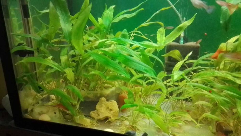 Растения за аквариум -дъбчета