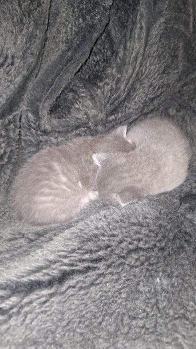Отдам котят даром