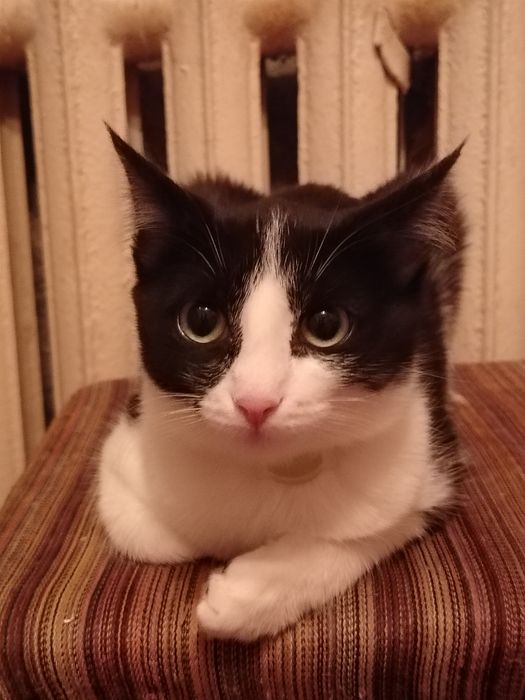 Отдам чудесных котят в добрые руки