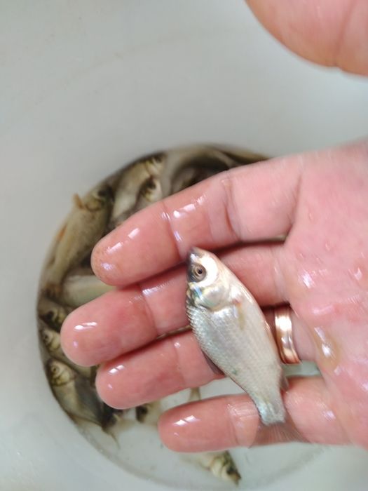 Живец малек карасик.