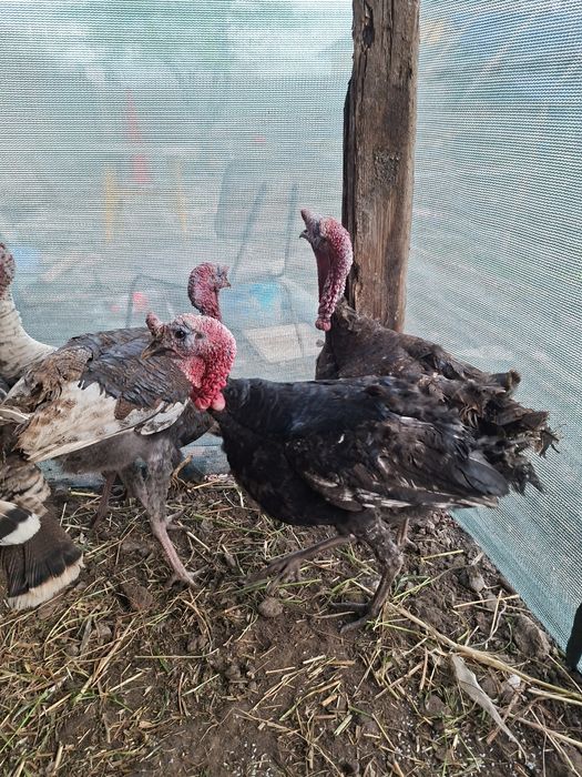 Kurka sotiladi 450mindan erkak kurkalar